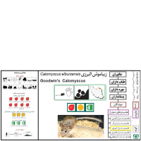 گونه همستر دم‌ دراز البرزی Calomyscus elburzensis